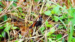 Pereute charops charops