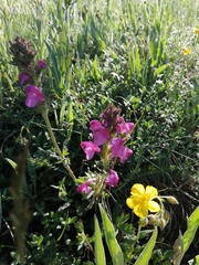 Pedicularis gyroflexa