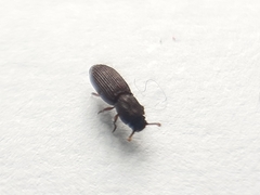 Pycnomerus
