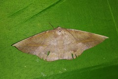 Sarcinodes restitutaria