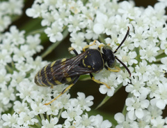 Bembecinus tridens