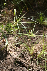 Cyperus thomensis