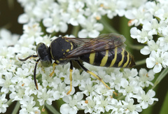 Bembecinus tridens