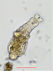 Habrotrocha constricta