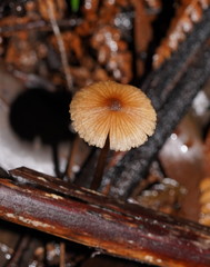 Entoloma aromaticum