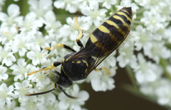 Bembecinus tridens