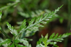 Asplenium gracillimum
