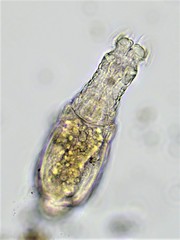 Habrotrocha constricta