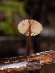 Entoloma aromaticum