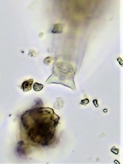 Habrotrocha constricta