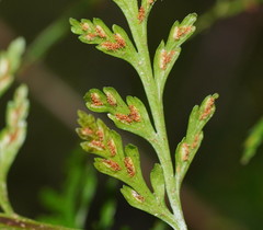 Asplenium gracillimum
