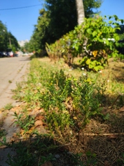 Matricaria discoidea