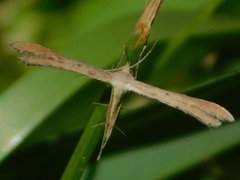 Exelastis montischristi