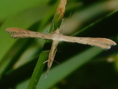 Exelastis montischristi