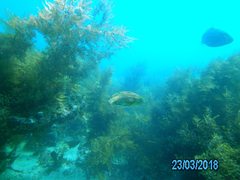 Heteroscarus acroptilus