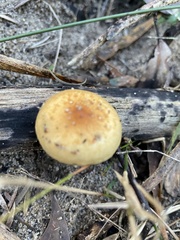 Gymnopilus allantopus