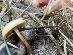 Gymnopilus allantopus