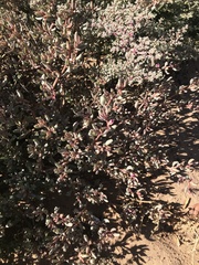 Sesuvium sesuvioides