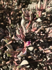 Sesuvium sesuvioides