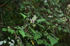 Rubus incanus