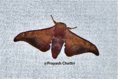 Comparmustilia sphingiformis