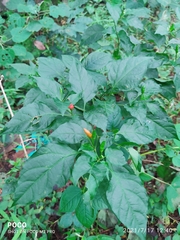 Capsicum frutescens