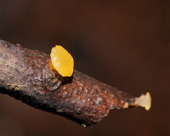 Heterotextus miltinus