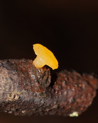 Heterotextus miltinus