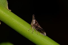 Aconophora compressa