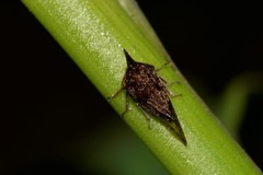 Aconophora compressa