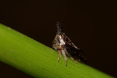 Aconophora compressa