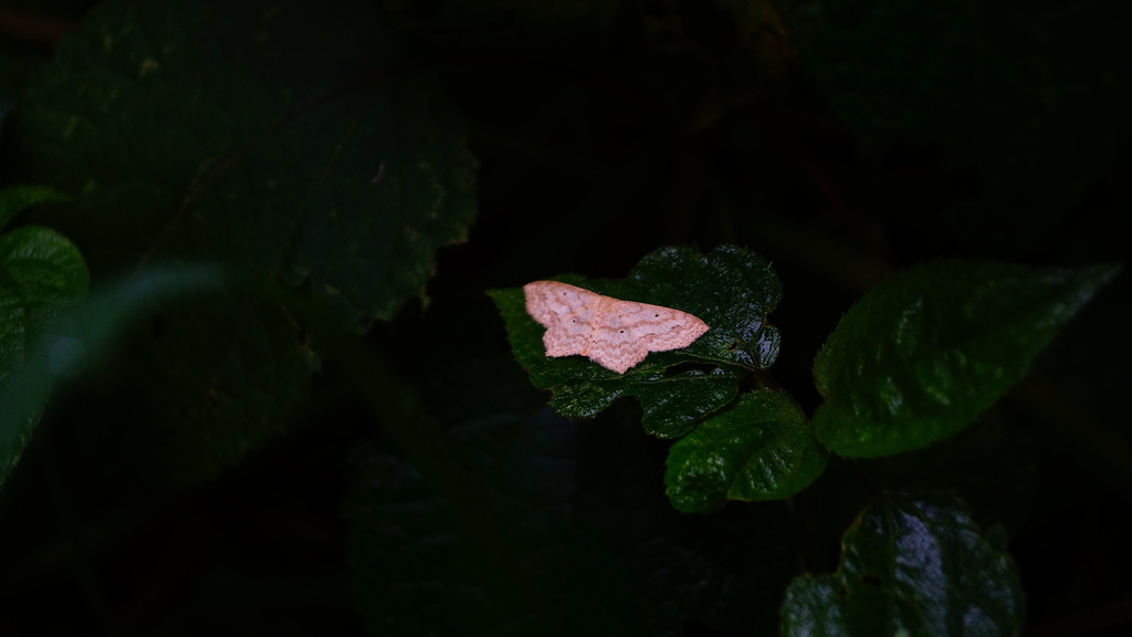 Macaria abydata