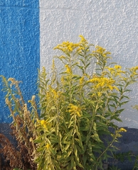 Solidago gigantea