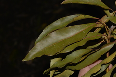 Lophostemon suaveolens