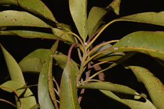 Lophostemon suaveolens