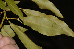 Lophostemon suaveolens