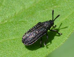 Microrhopala excavata