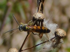 Dielis trifasciata