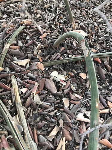Dracaena hallii