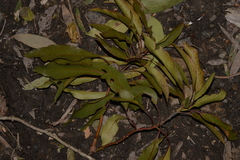 Lophostemon suaveolens