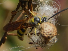 Dielis trifasciata