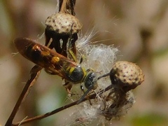 Dielis trifasciata