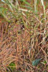 Tipularia odorata