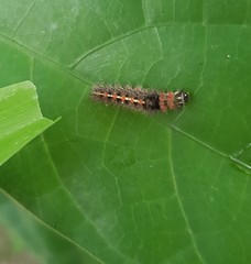 Lepidoptera
