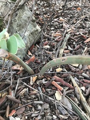 Dracaena hallii, photograph rosshawkins, CC0, iNaturalist via GBIF