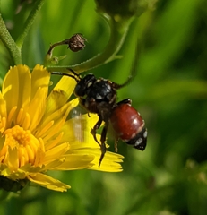 Epeoloides coecutiens