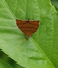 Choreutis achyrodes