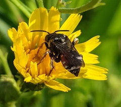 Epeoloides coecutiens