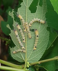 Lepidoptera