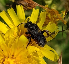 Epeoloides coecutiens